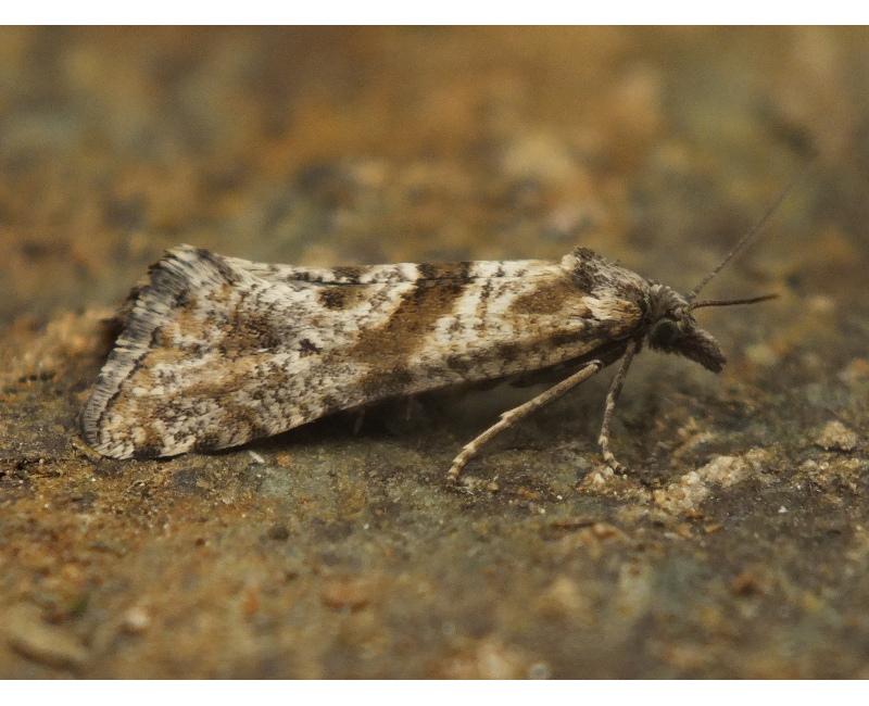 Cochylimorphapunctiferana_JoãoNuno_Vsite